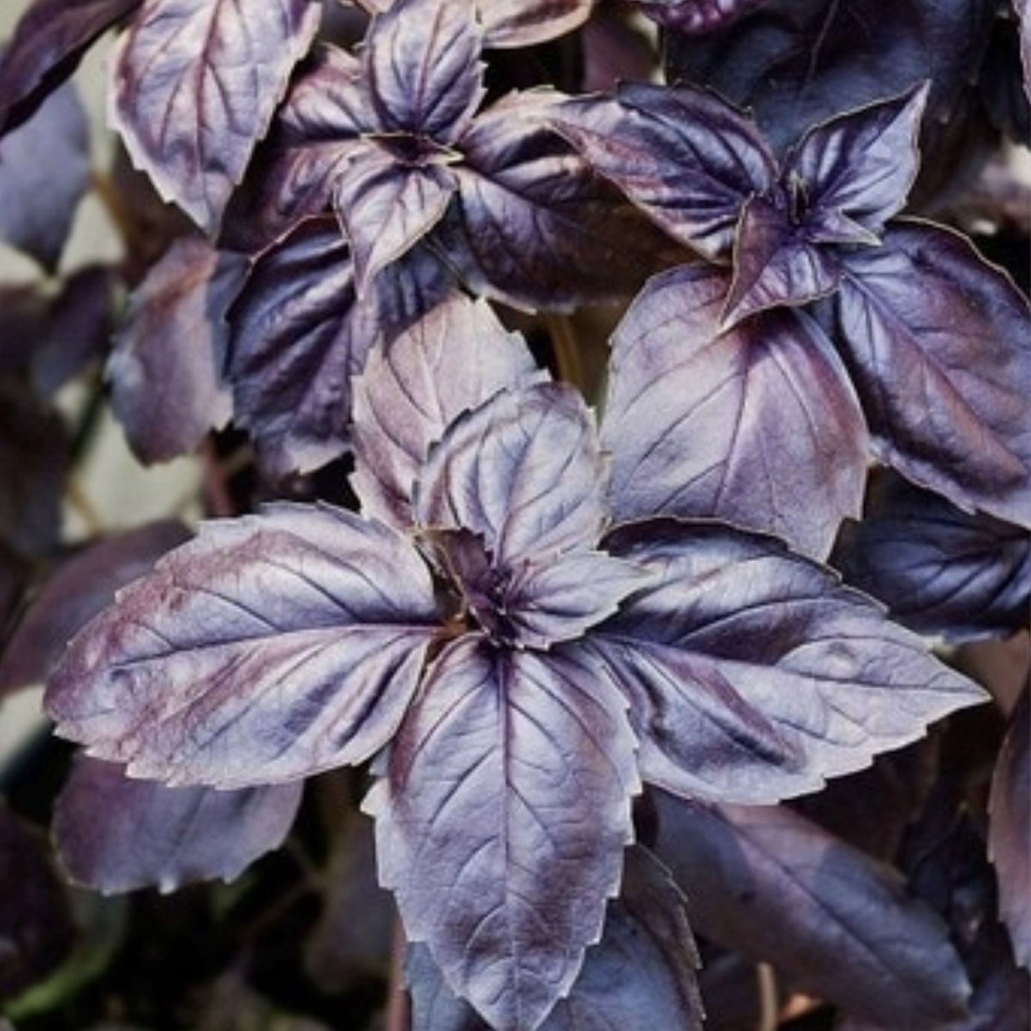 Arapgir Mor Reyhan Tohumu - 1